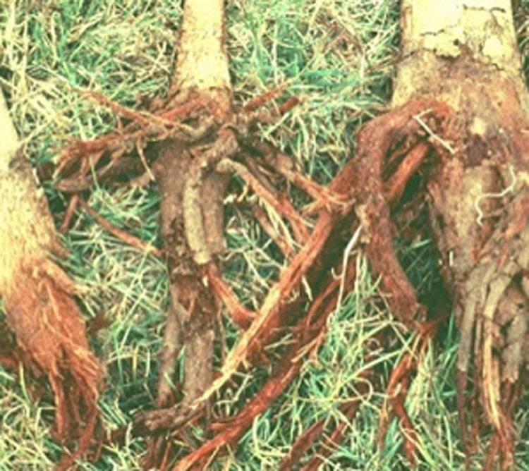 Phytophthora