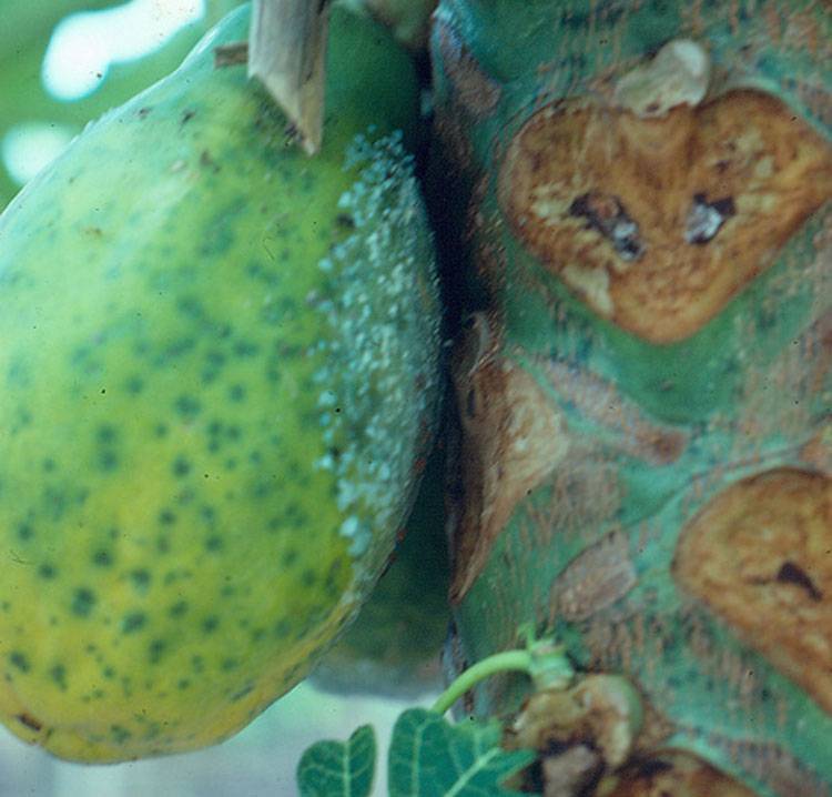 Phytophthora