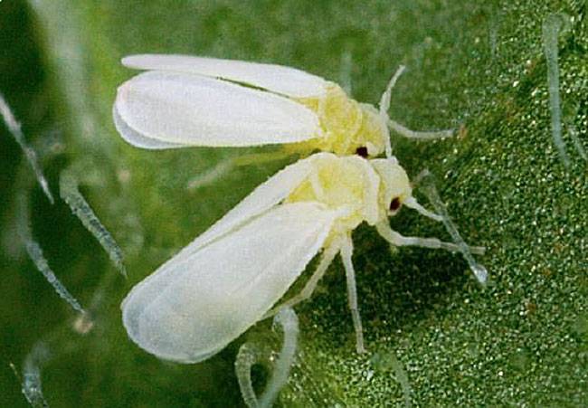 White Fly