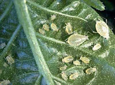 Aphids