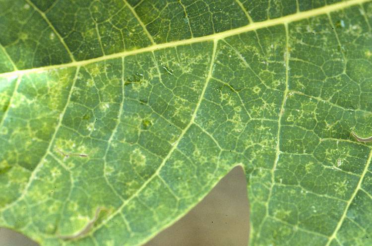 Vector: Aphids
