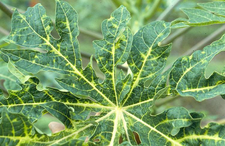 Vector: Aphids