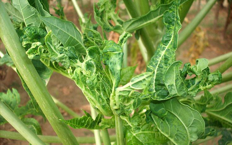 Vector: Aphids